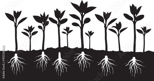 Plant Growth Stages with Roots and Leaves Illustration