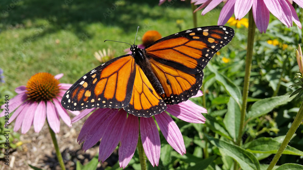Obraz premium monarch butterfly on purple flower