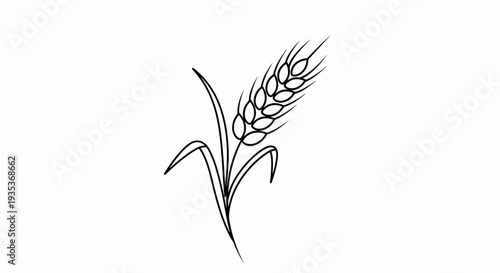 Wheat Ears Sketch Simple Illustration.