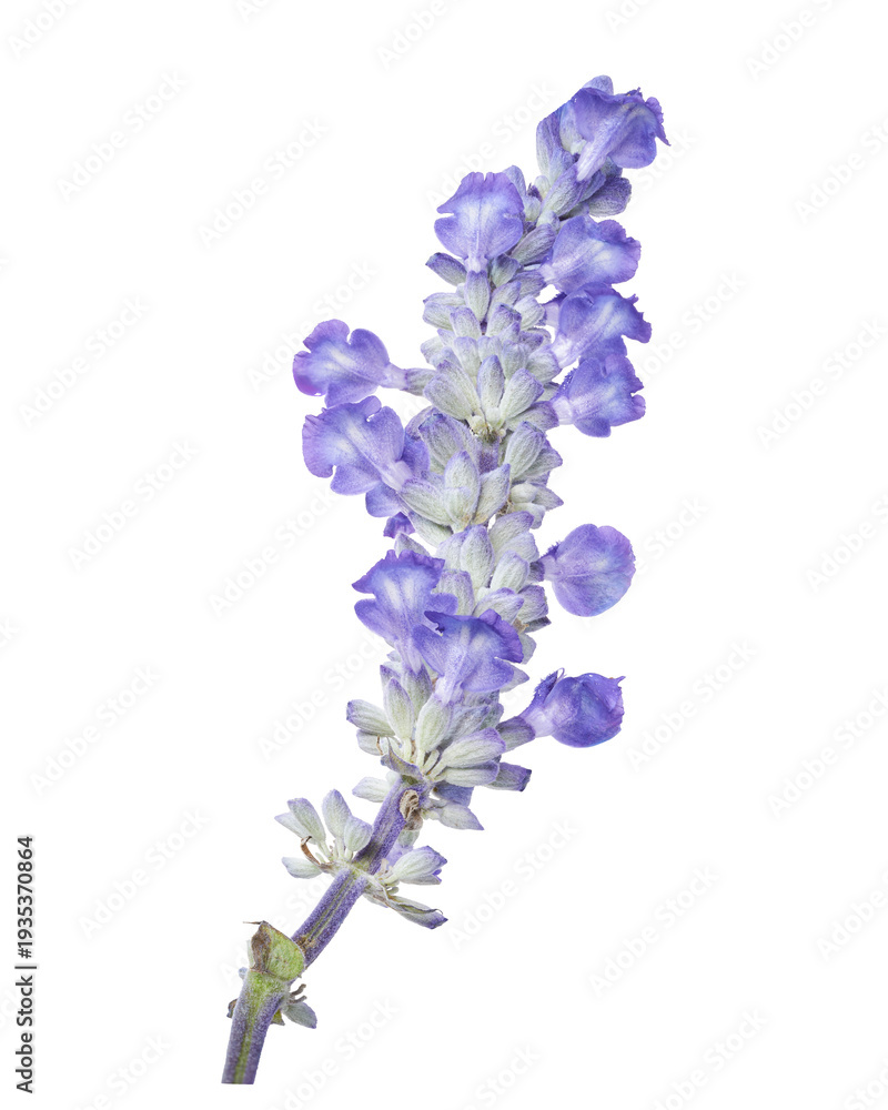 Obraz premium Fresh lavender flower isolated on transparent background with clipping path.
