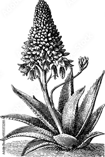 Intricate 19th century aloe plant botanical engraving design for vintage decor