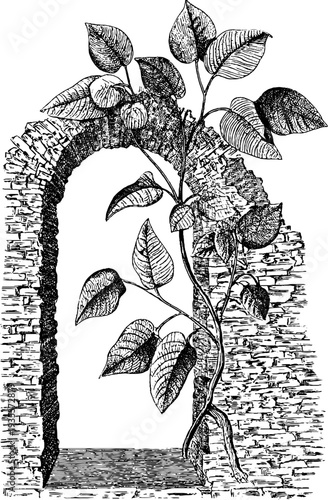 Vintage architectural niche with climbing plant - hand-drawn sketch design for posters or labels