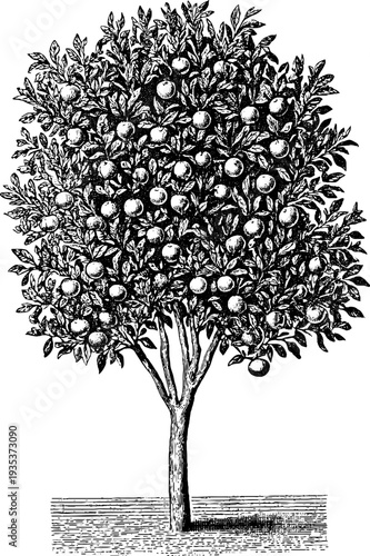 Autumn apple orchard border design with vintage botanical engraving for seasonal decor