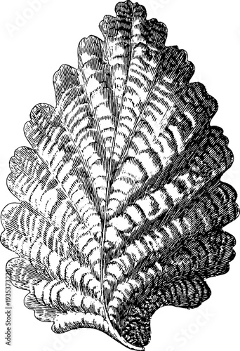Vintage baroque cartouche frame with ornamental botanical engraving design for art projects