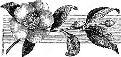 Vintage camellia botanical engraving from 19th century for design and print