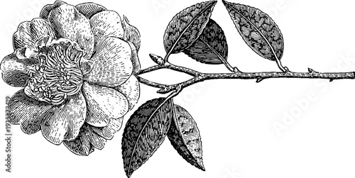 Detailed 19th century camellia botanical engraving for vintage design