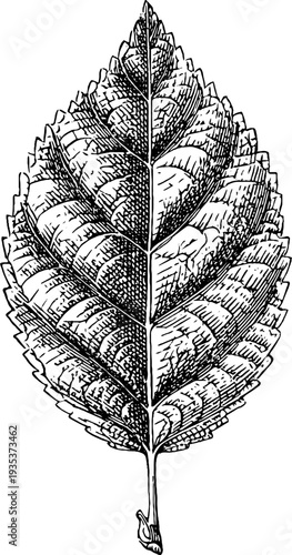 Detailed botanical engraving of a canary leaf from 19th century woodcut