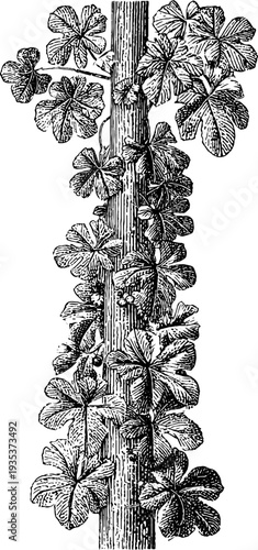 Vintage botanical sketch of vertically cascading grapevine for design and decoration