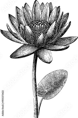 Vintage floral engraving design with central medallion and elongated borders for labels or art prints