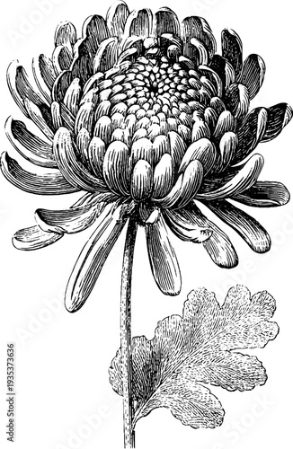Detailed engraving of chrysanthemum from the 19th century for botanical studies