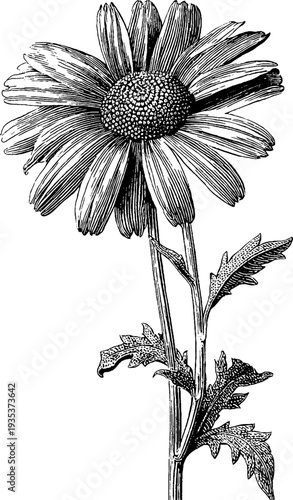 Detailed vintage botanical engraving of chamomile from the 19th century for retro design