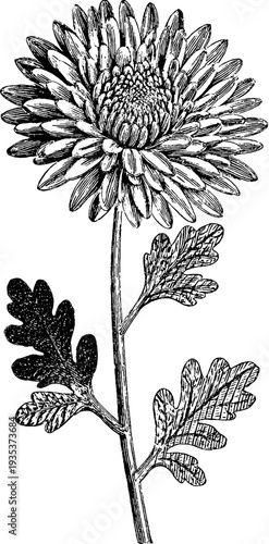 Detailed vintage chrysanthemum botanical engraving from the 19th century