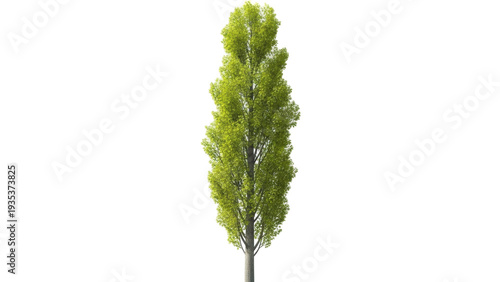 Valokuva Isolated broadleaf tree with vibrant green foliage for graphic design and archit