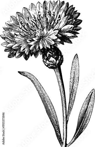 Detailed 19th century cornflower botanical engraving for vintage design