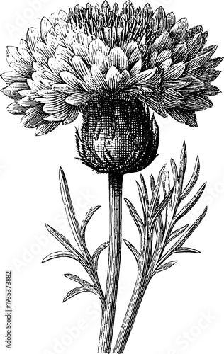 Detailed 19th century botanical cornflower engraving for retro design projects