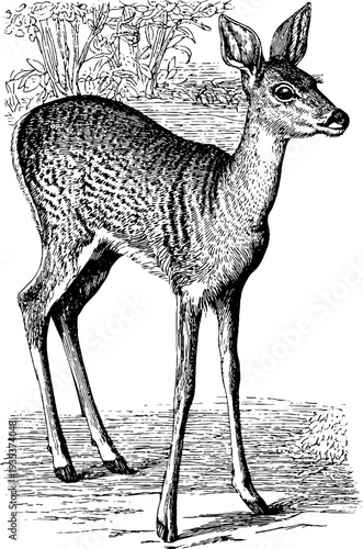 Vintage botanical deer engraving from 19th century for nature-inspired design