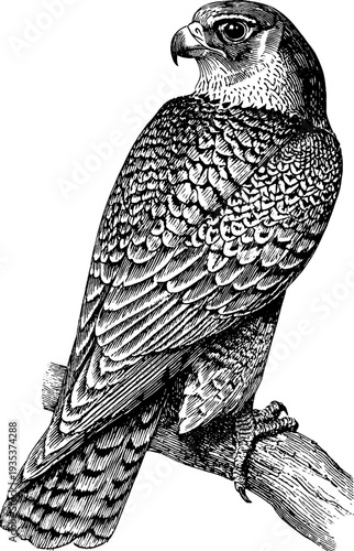 Detailed botanical engraving of a 19th century eagle in vintage style for design and decor