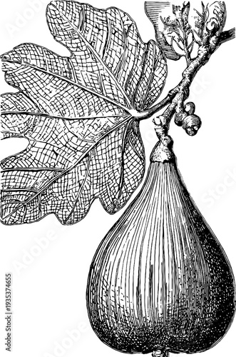 Detailed botanical engraving of fig fruit and leaf - 19th century vintage design for posters and labels