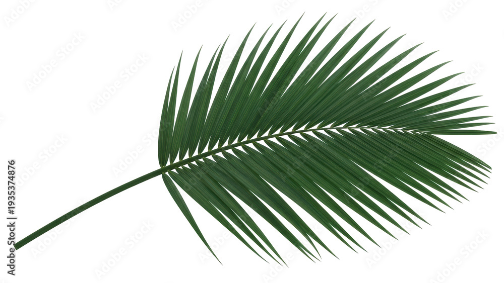 Obraz premium Isolated Palm Leaf tropical plant foliage green leaf nature design single no background