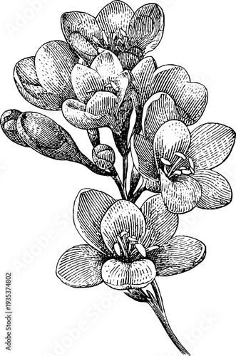 Freesia vintage botanical engraving from 19th century for design and print projects