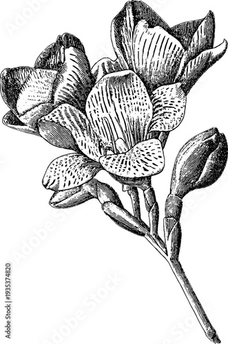 Freesia botanical art - vintage 19th century hand drawn flower engraving for retro design