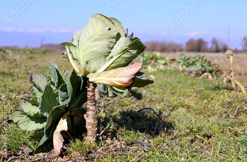 Wallpaper Mural Cabbage in a vegetable garden with an elongated stem due to dry climate or environmental stress Torontodigital.ca