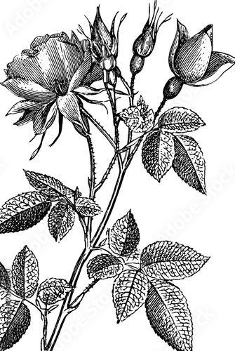 Detailed vintage botanical sketch of 19th century garnet gemstone with floral motif for design and decor