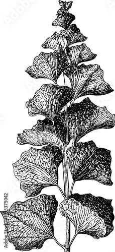 Gothic arch botanical design with elongated vertical frame in vintage style