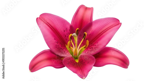 Isolated pink lily flower with stamen and pollen ready to bloom in spring or summer