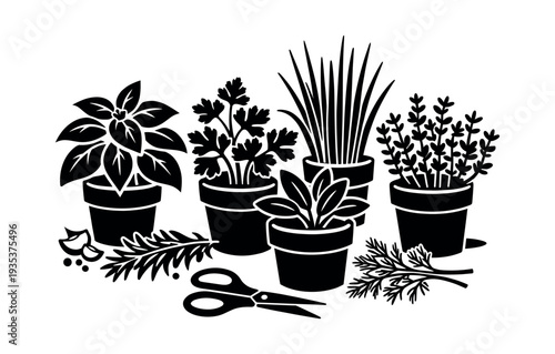 Growing various culinary herbs in pots, fresh plants for seasoning meals, preparing food with natural ingredients