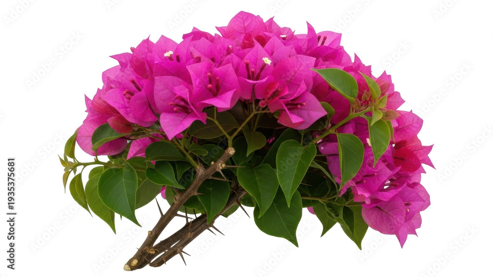 Fototapeta premium Isolated bougainvillea branch with green leaves and pink flowers, blooming in summer