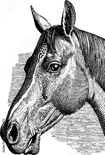 Detailed 19th century horse engraving sketch for retro botanical design