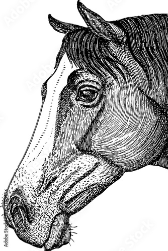 Vintage 19th century horse botanical engraving silhouette for retro design