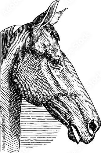 Vintage horse botanical engraving from 19th century for retro design