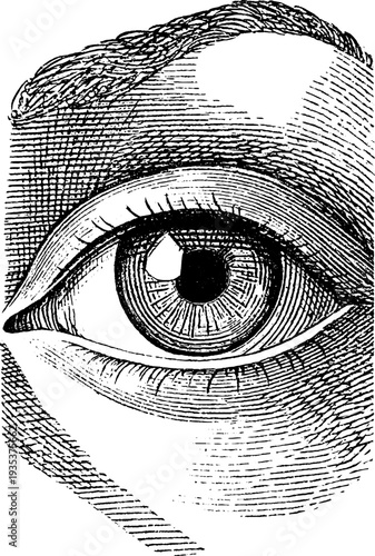 Vintage 19th century human eye botanical engraving for design and art projects