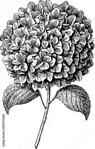 Detailed botanical engraving of hydrangea from 19th century