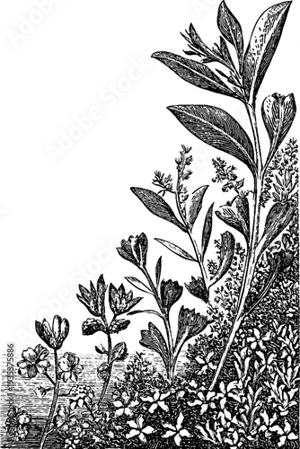 Italian renaissance grotesque border with vintage botanical engraving for decorative design