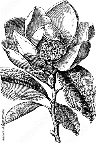 Vintage magnolia botanical engraving from 19th century for art and decor