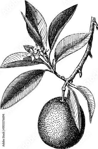 Detailed 19th century botanical engraving of mandarin