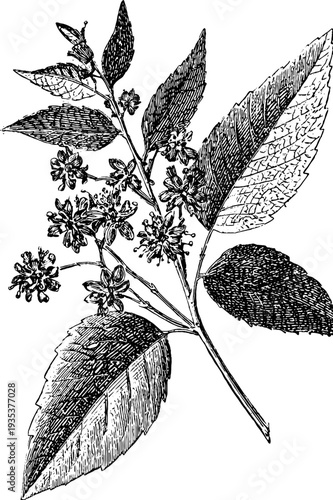 Vintage botanical engraving of mineral specimen from 19th century sketch for design