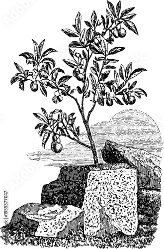 Vintage botanical mineral specimen engraving from 19th century for design and decoration