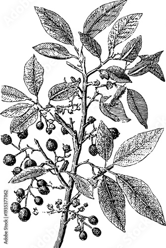 Vintage botanical mineral specimen illustration with detailed 19th century engraving