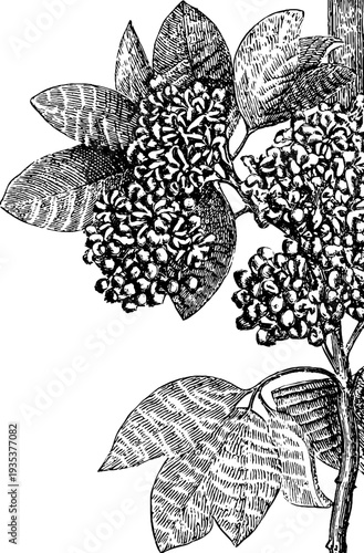 Vintage botanical cartouche corner ornament engraving for design