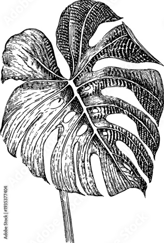 Monstera leaf vintage botanical engraving from 19th century with detailed hand drawn style