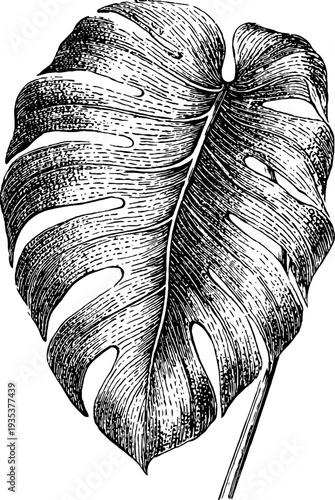 Detailed monstera leaf botanical engraving from 19th century vintage collection
