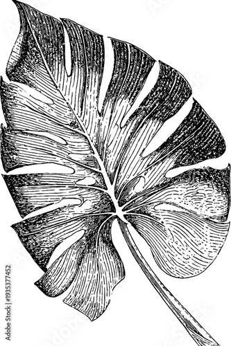 Monstera leaf vintage botanical engraving from the 19th century