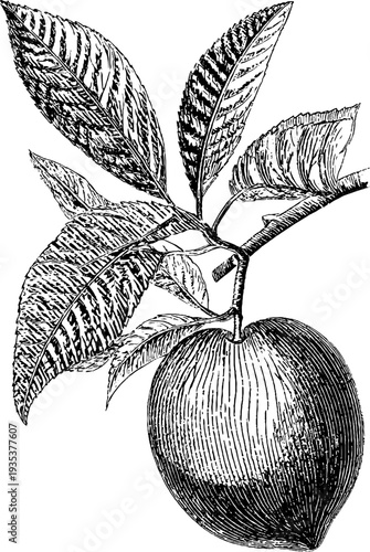 Detailed botanical nectarine engraving from the 19th century for vintage design use