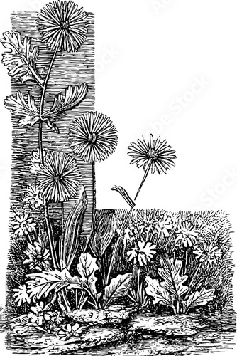 Nordic runes and botanical frame vintage hand-drawn engraving design for decoration