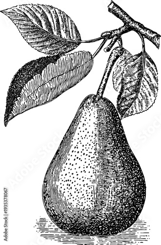 Vintage botanical engraving of a pear half from the 19th century for retro design