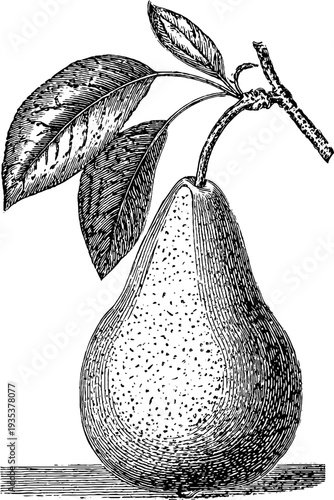 Vintage botanical engraving of a pear half from the 19th century for design and art prints